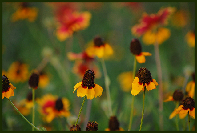 Road Trip Texas Senior Citizen Wildflowers