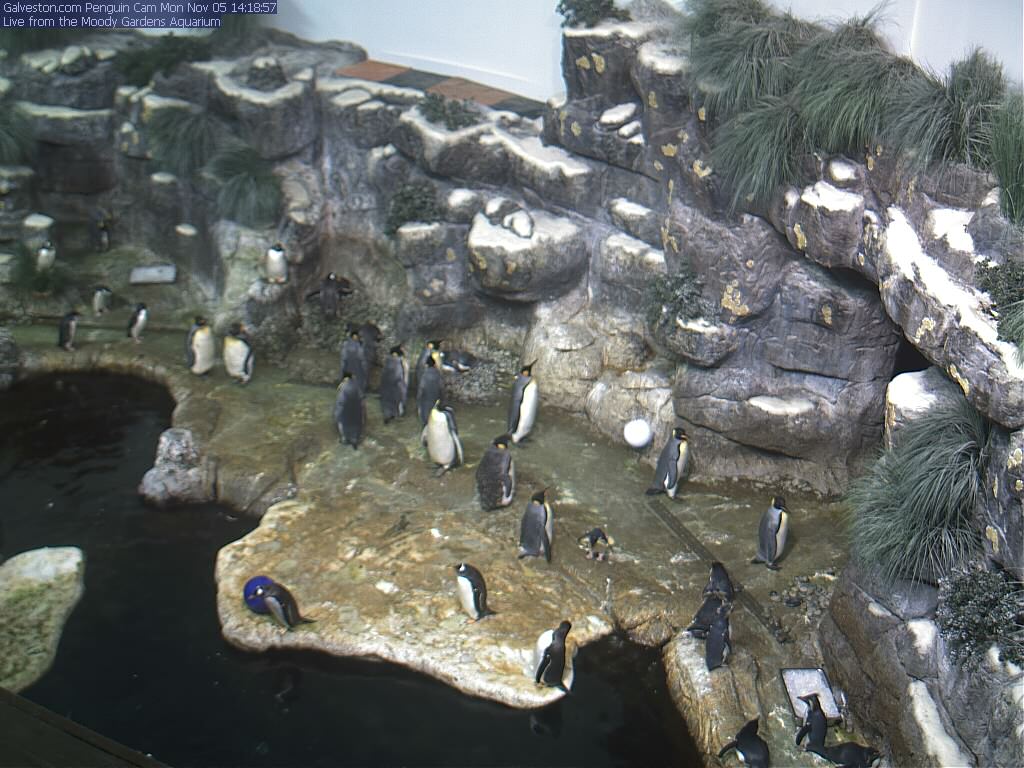 Moody Gardens Penguins