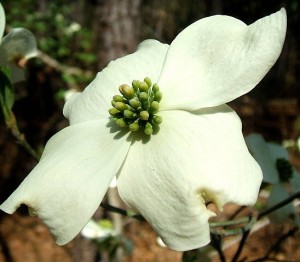 dogwood