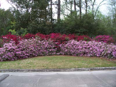 Optimist village orange senior housing azaleas