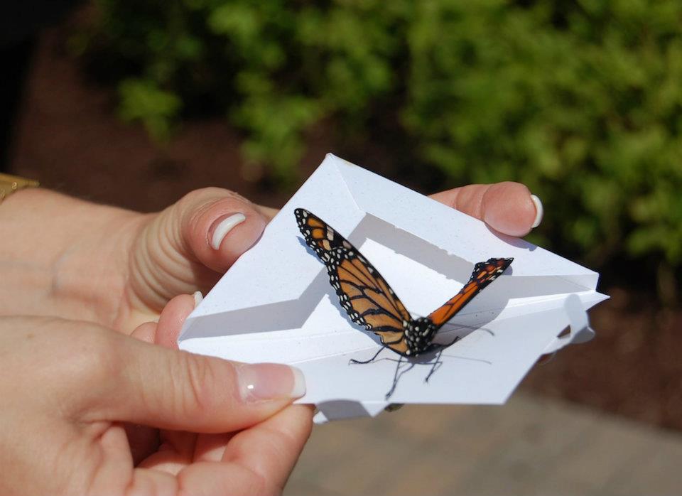 butterfly release harbor foundation a