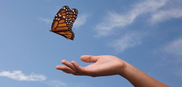 butterfly release harbor hospice a