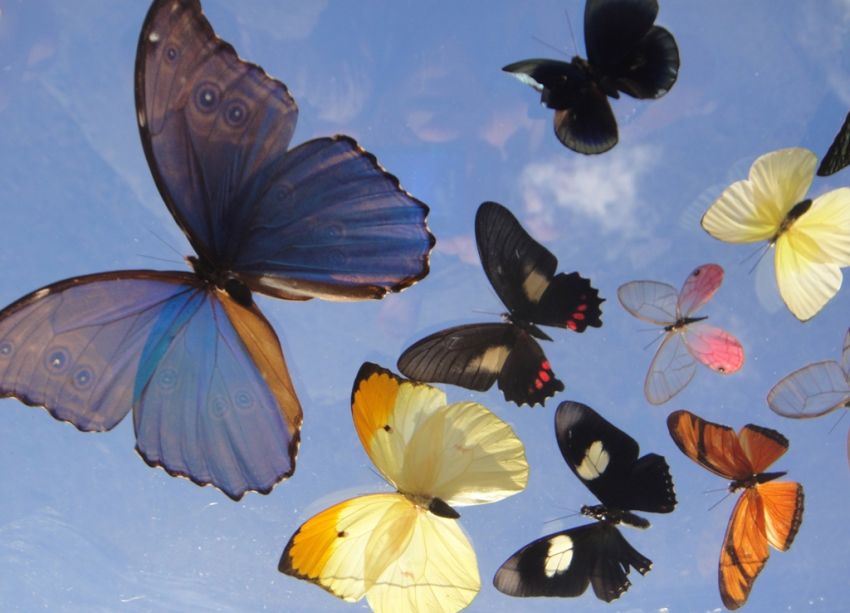 Harbor Foundation Butterfly Release Beaumont Texas