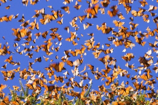 Harbor Foundation Butterfly Release Beaumont Tx