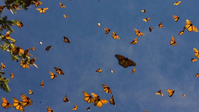 Harbor Foundation Butterfly Release Beaumont